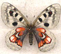 Parnassus apollo ab.WISKOTTI  female (Internet Image property of respective owner, non-commercial use only)